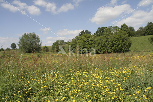 Common Sorrel (Rumex acetosa)