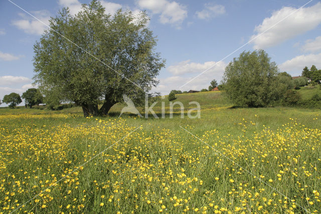 Veldzuring (Rumex acetosa)