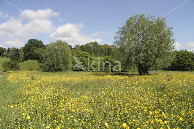 Veldzuring (Rumex acetosa)