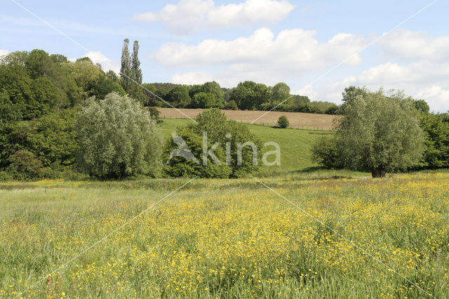 Veldzuring (Rumex acetosa)