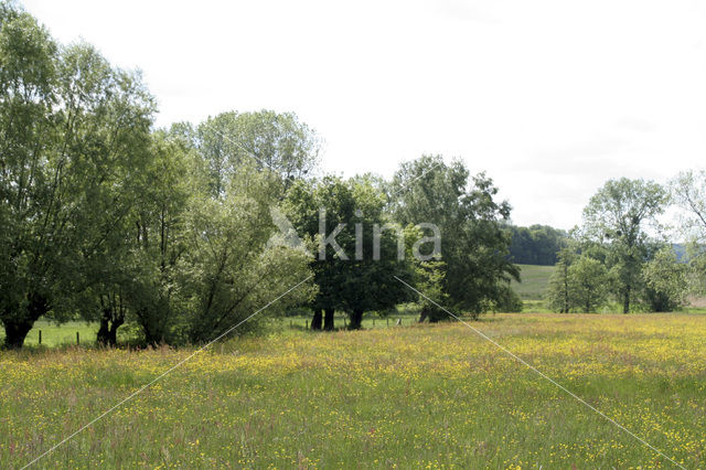 Veldzuring (Rumex acetosa)