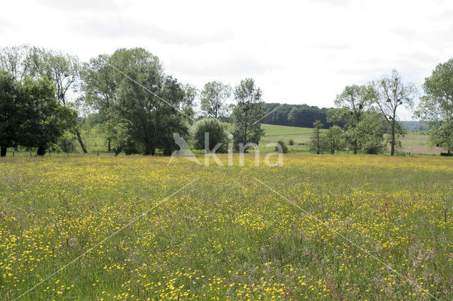 Veldzuring (Rumex acetosa)