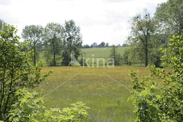 Veldzuring (Rumex acetosa)