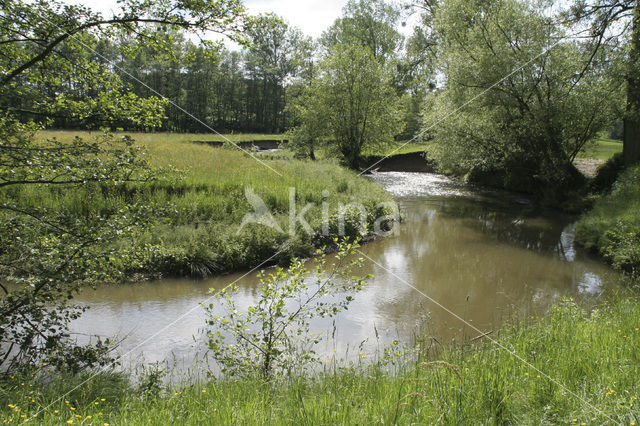 Veldzuring (Rumex acetosa)