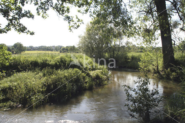 Veldzuring (Rumex acetosa)