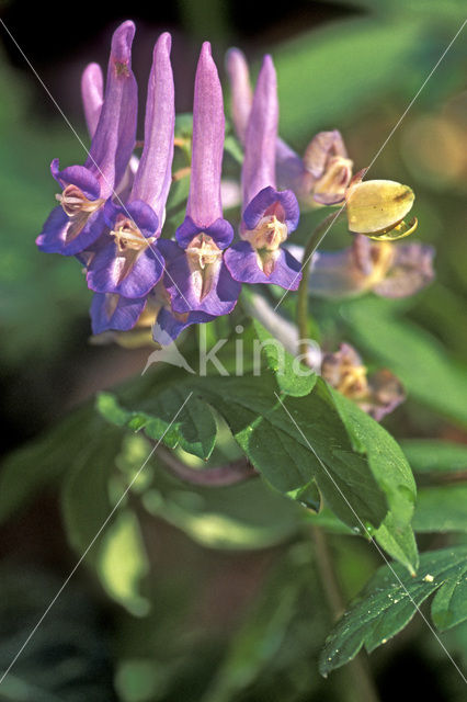 Vingerhelmbloem (Corydalis solida)