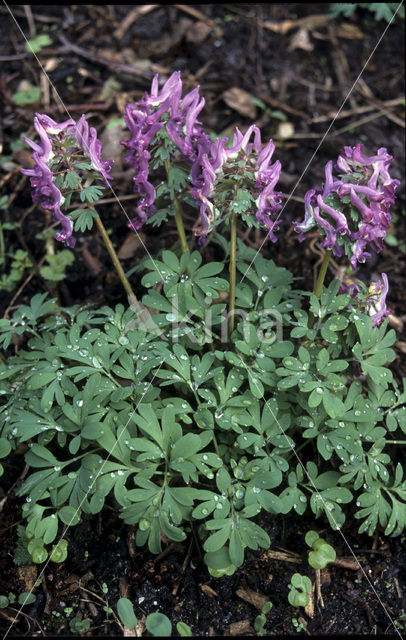 Bulbous Corydalis (Corydalis solida)