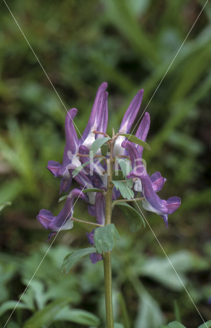 Bulbous Corydalis (Corydalis solida)