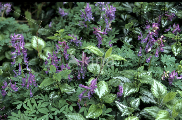 Bulbous Corydalis (Corydalis solida)