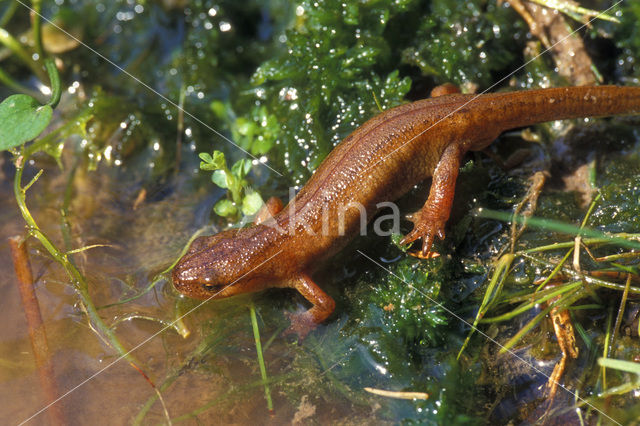 Vinpootsalamander (Lissotriton helveticus)