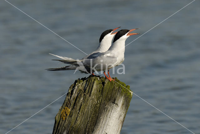 Common Tern (Sterna hirundo)