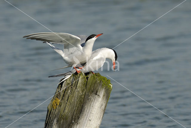 Common Tern (Sterna hirundo)