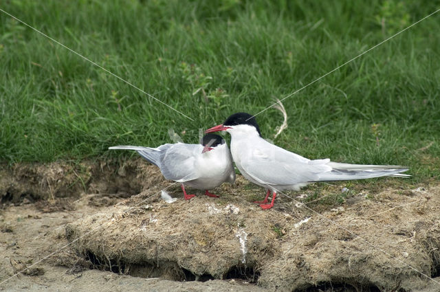 Common Tern (Sterna hirundo)