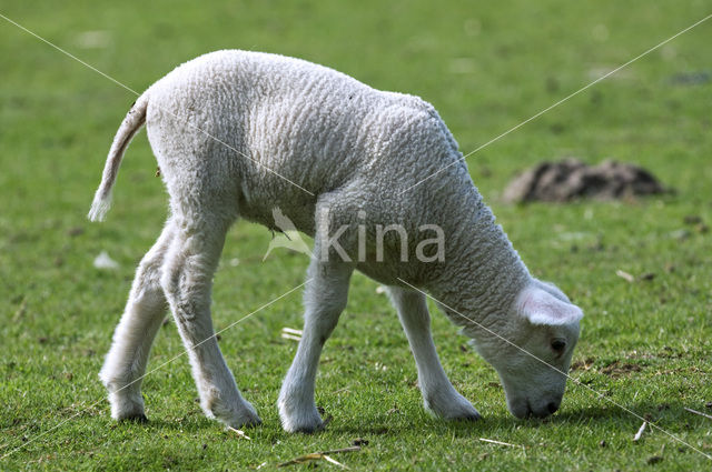 sheep (Ovis domesticus)
