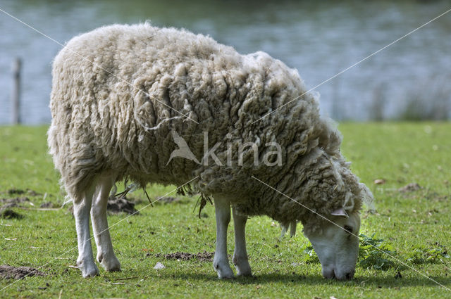 sheep (Ovis domesticus)