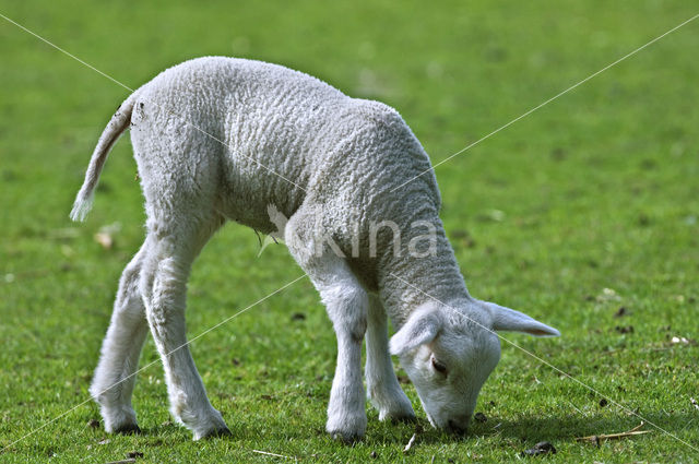 sheep (Ovis domesticus)