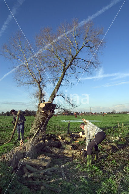 Vlaanderen