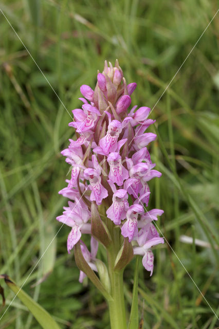 Vleeskleurige orchis (Dactylorhiza incarnata)