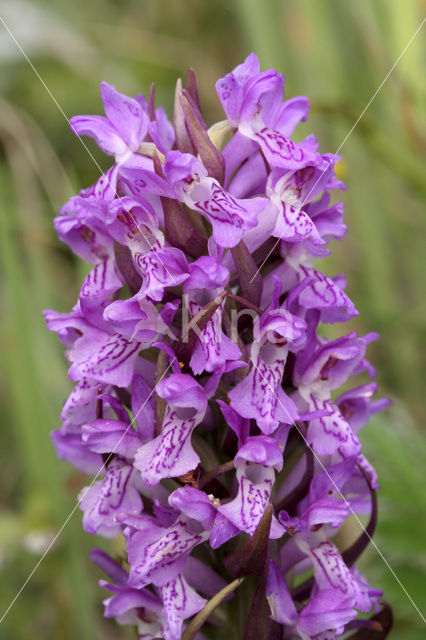 Early Marsh-orchid (Dactylorhiza incarnata)