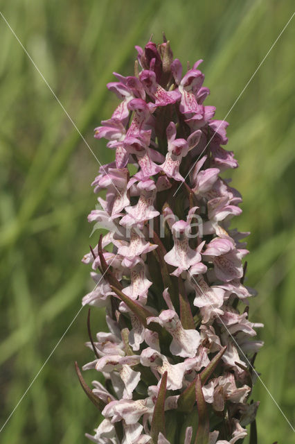 Early Marsh-orchid (Dactylorhiza incarnata)