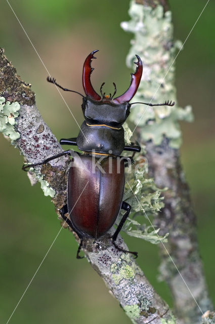 Stag Beetle (Lucanus cervus)