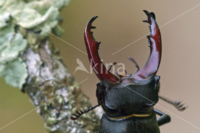 Stag Beetle (Lucanus cervus)