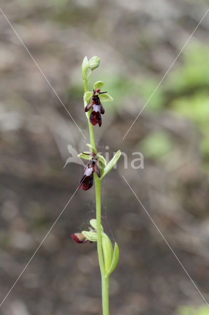 Vliegenorchis (Ophrys insectifera)