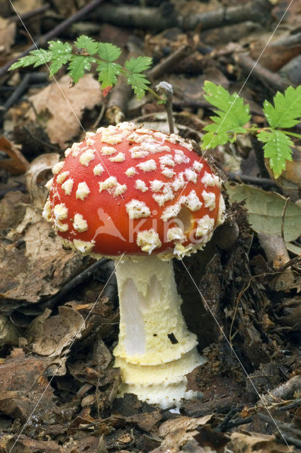 Fly agaric (Amanita muscaria)