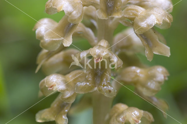 Bird’s-nest Orchid (Neottia nidus-avis)