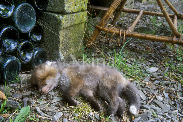 Fox (Vulpes vulpes)