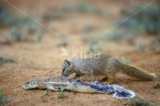 yellow mongoose (Cynictis penicillata)