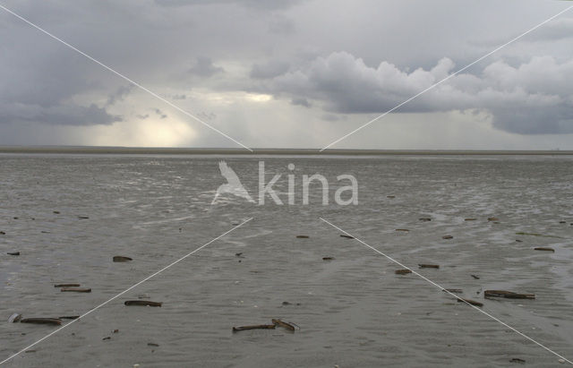 Waddensea