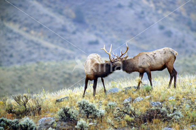 Elk (Cervus canadensis)