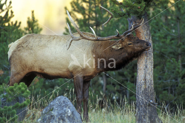 Wapiti (Cervus canadensis)
