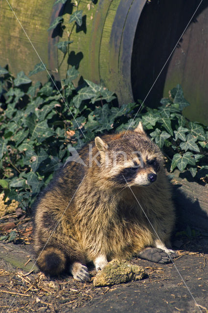 northern raccoon (Procyon lotor)
