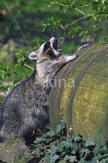 Wasbeer (Procyon lotor)