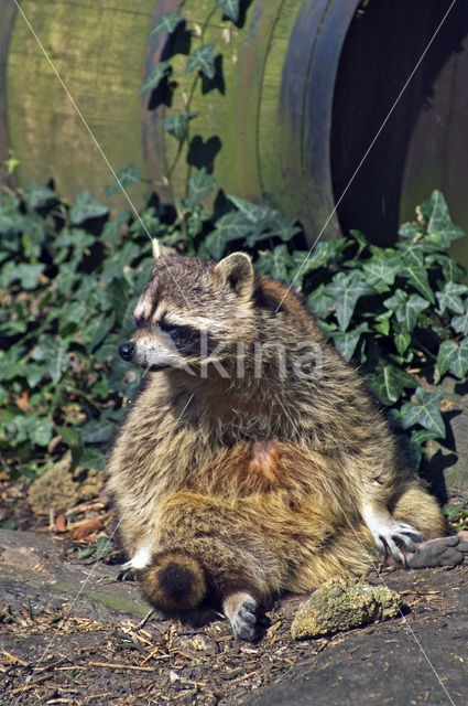 northern raccoon (Procyon lotor)