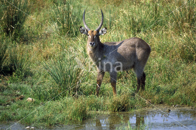 Waterbok (Kobus ellipsiprymnus)