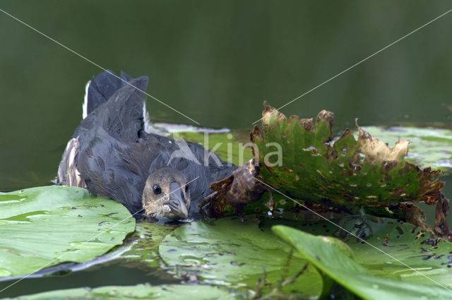 Waterhoen (Gallinula chloropus)