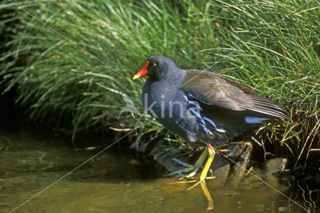 Common Moorhen (Gallinula chloropus)
