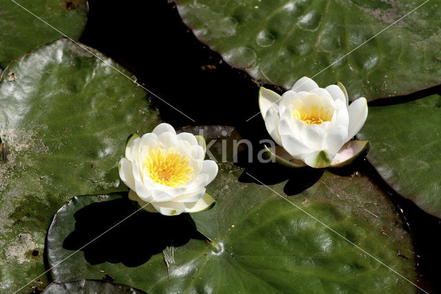 Waterlily (Nymphaea spec.)