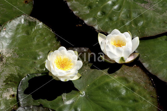 Waterlelie (Nymphaea spec.)