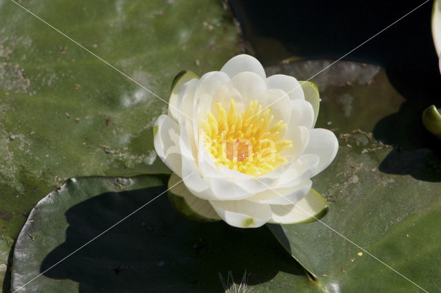 Waterlelie (Nymphaea spec.)