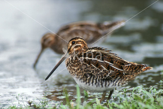 Common Snipe (Gallinago gallinago)