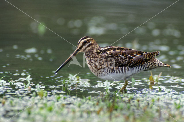 Common Snipe (Gallinago gallinago)