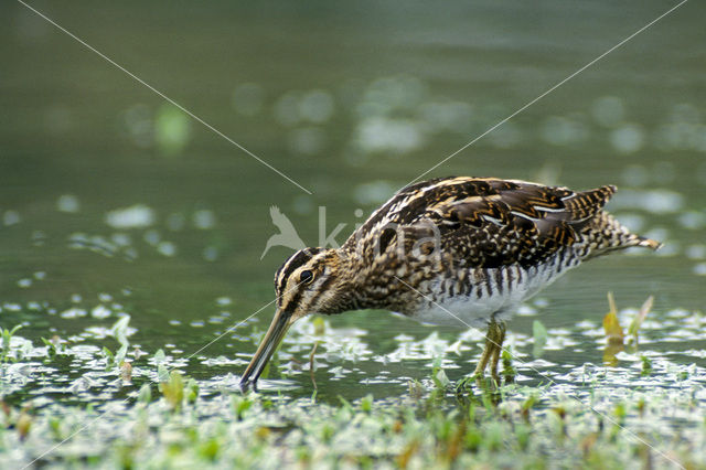 Common Snipe (Gallinago gallinago)