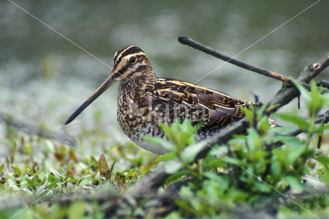 Common Snipe (Gallinago gallinago)