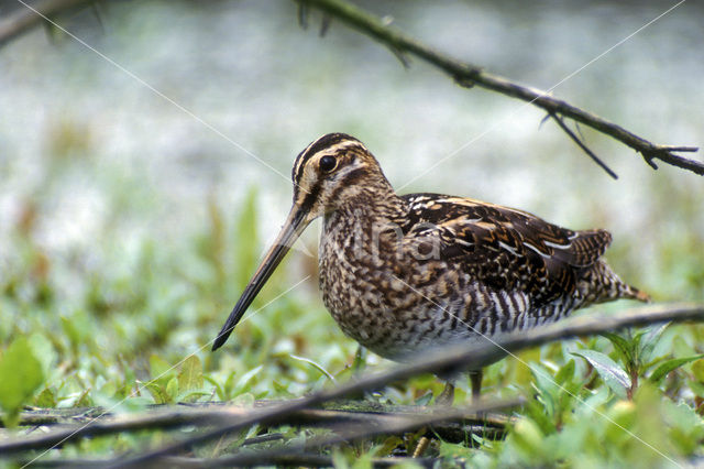 Common Snipe (Gallinago gallinago)