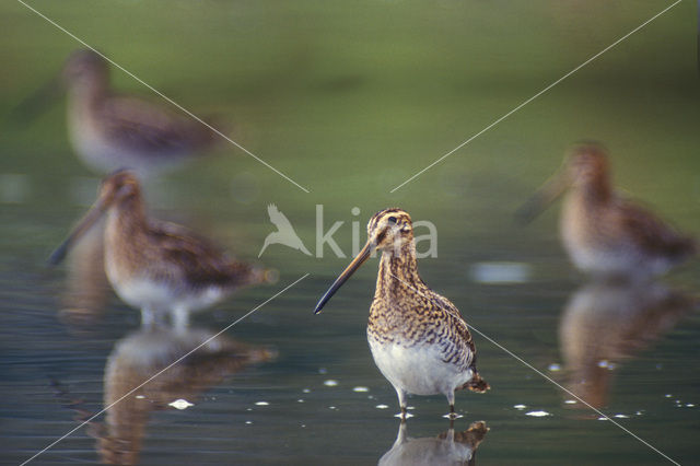 Common Snipe (Gallinago gallinago)