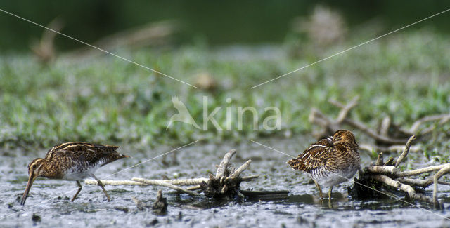 Common Snipe (Gallinago gallinago)
